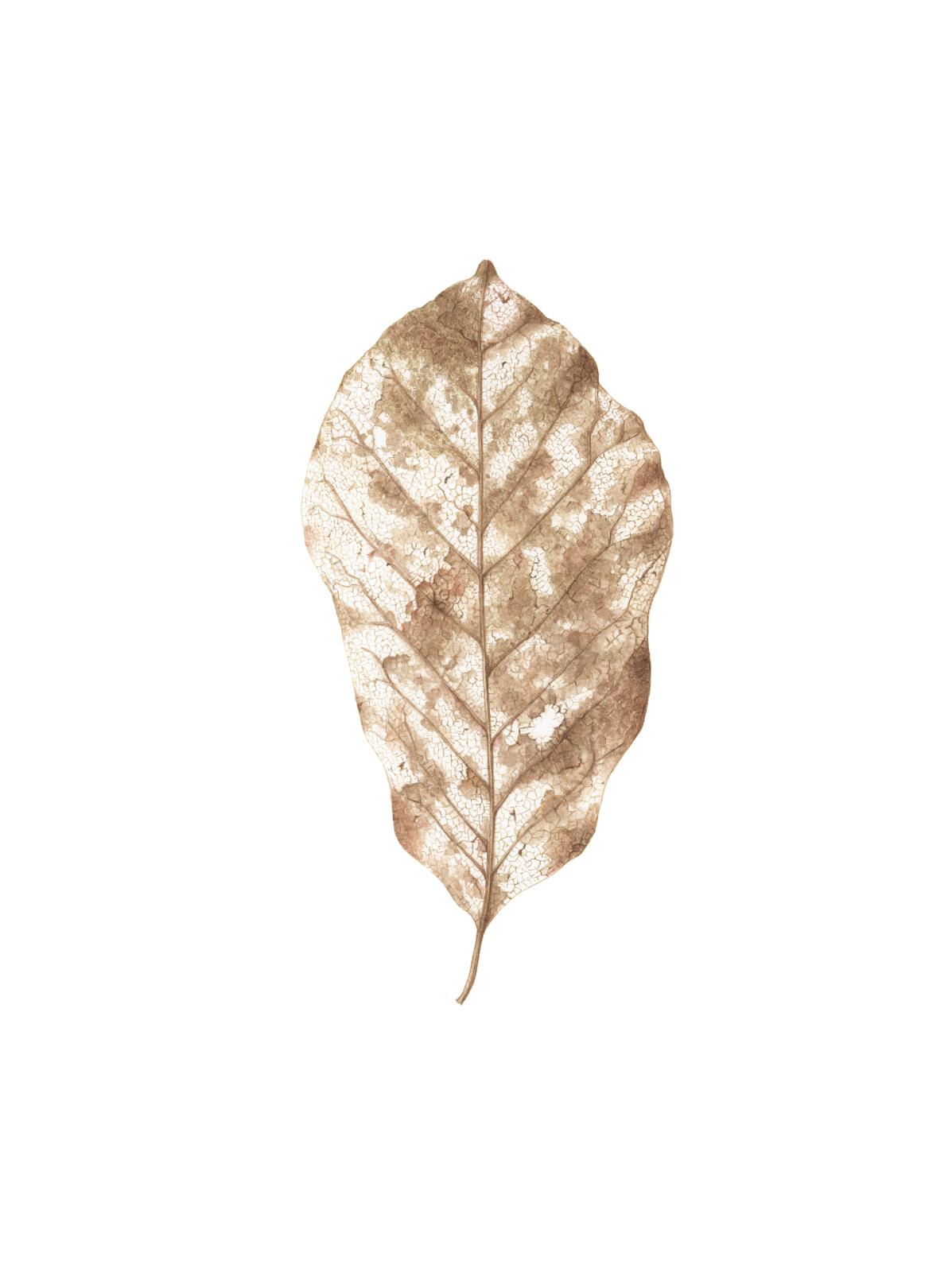 Decayed magnolia leaf